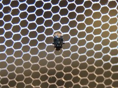 Charagochilus angusticollis