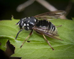 Temnostoma venustum image