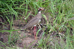 Rhinoptilus chalcopterus