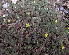 Portulaca quadrifida