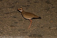 Rhinoptilus chalcopterus