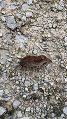 Sorex longirostris