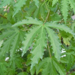 Hibiscus cannabinus