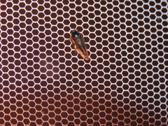 Eoscarta assimilis