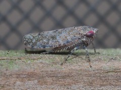 Paraphlepsius tennessus