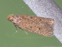 Glyphidocera juniperella