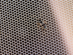 Panaorus albomaculatus