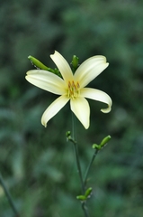 Hemerocallidoideae