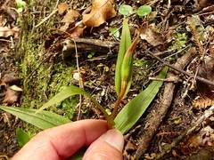 Pterostylis cardiostigma