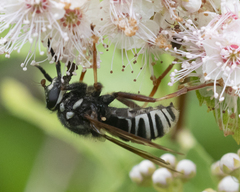 Temnostoma venustum image