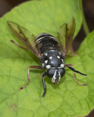 Temnostoma venustum image