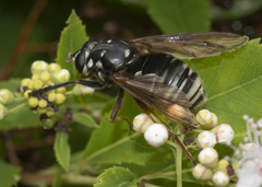 Temnostoma venustum image