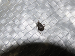 Proboscidocoris varicornis