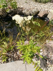 Filipendula ulmaria