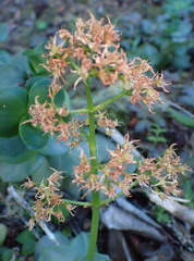 Crassula lactea