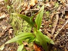 Pterostylis cardiostigma