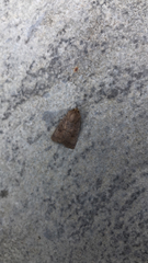 Hoplodrina octogenaria