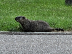 Marmota monax