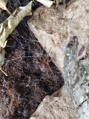 Amaurobius fenestralis