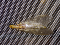 Protohermes xanthodes