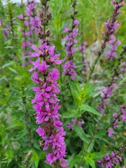 Lythrum salicaria