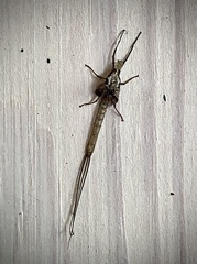 Ephemera vulgata