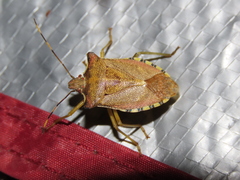 Pentatoma semiannulata