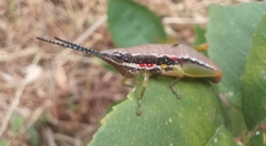 Orthacridini