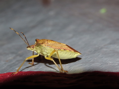 Pentatoma semiannulata