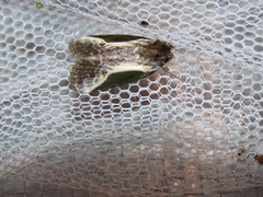 Stenoloba jankowskii