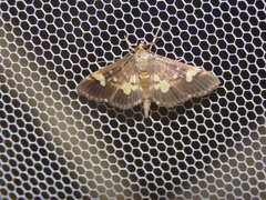 Hemopsis dissipatalis