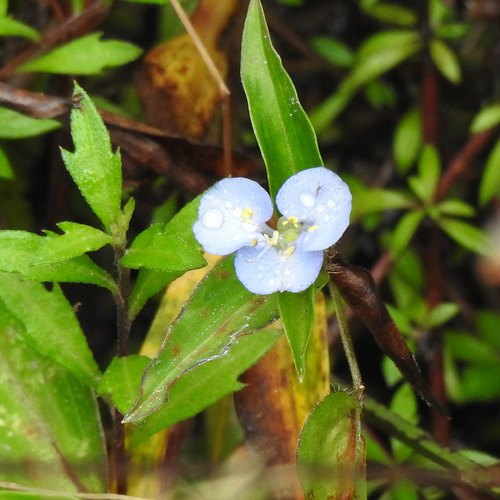 Willow leaved dayflower (Commelina clavata)
