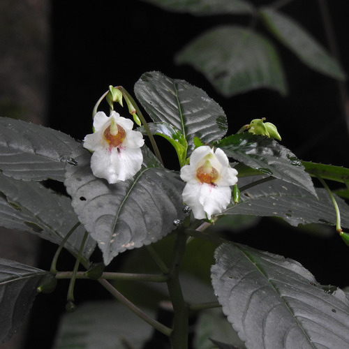 Impatiens campanulata, photograph 1