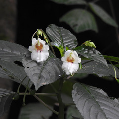 Impatiens campanulata