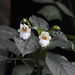 Impatiens campanulata - Photo (c) Paulmathi Vinod, algunos derechos reservados (CC BY), subido por Paulmathi Vinod