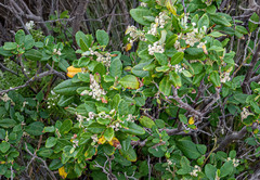 Spyridium globulosum