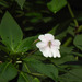 Impatiens henslowiana - Photo (c) Paulmathi Vinod, some rights reserved (CC BY), uploaded by Paulmathi Vinod