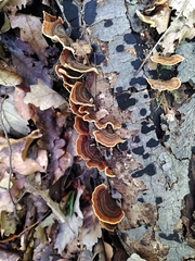 Fungi