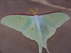 Actias artemis
