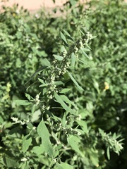 Chenopodium album
