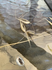 Avena barbata
