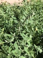 Chenopodium album