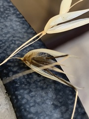 Avena barbata