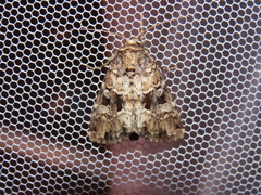 Spodoptera depravata