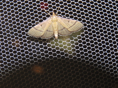 Bradina angustalis