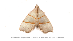Gonepatica opalina