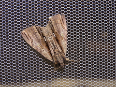 Ercheia niveostrigata