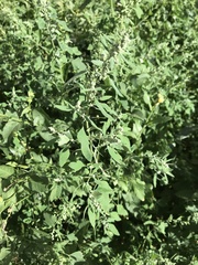 Chenopodium album
