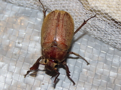 Melolontha incana