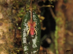 Lepanthes mucronata